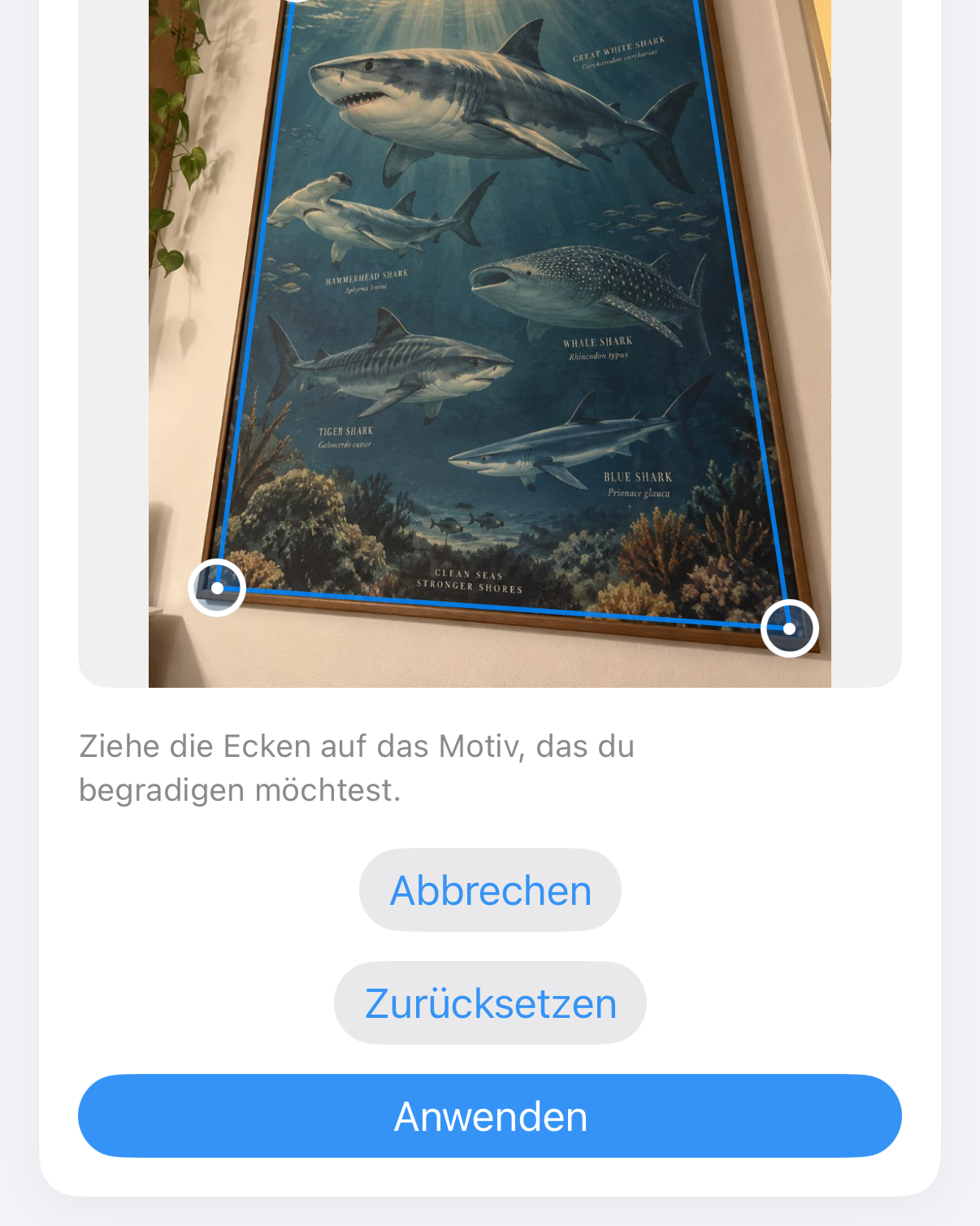ImageSetta Begradigen: Hai-Poster schräg fotografiert, mit blauen Eckanfasser auf dem Motiv.