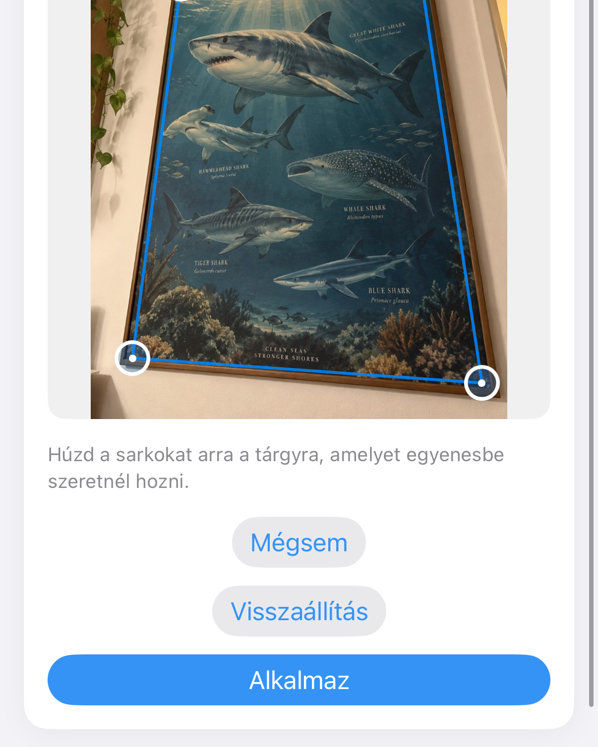 ImageSetta Kiegyenesítés: ferdén fotózott cápaposzter, kék sarokfogókkal a művön.
