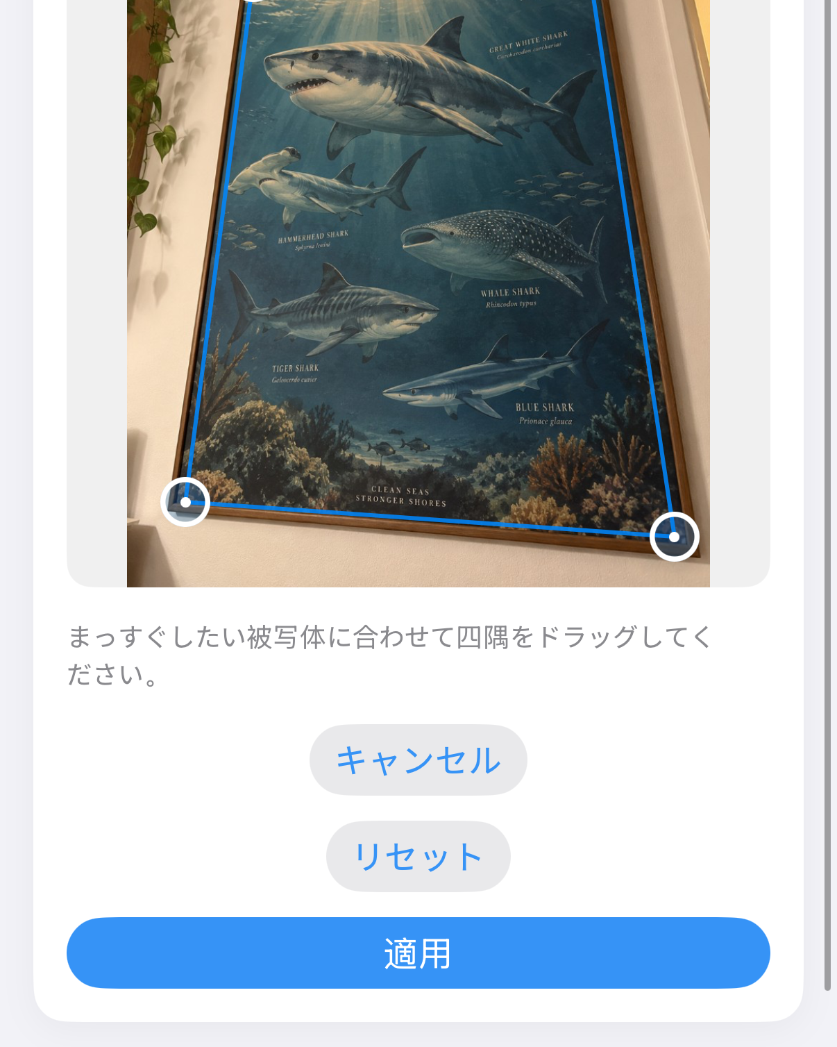 ImageSettaの傾き補正:斜めから撮ったサメのポスターと、作品上の青いコーナーハンドル。