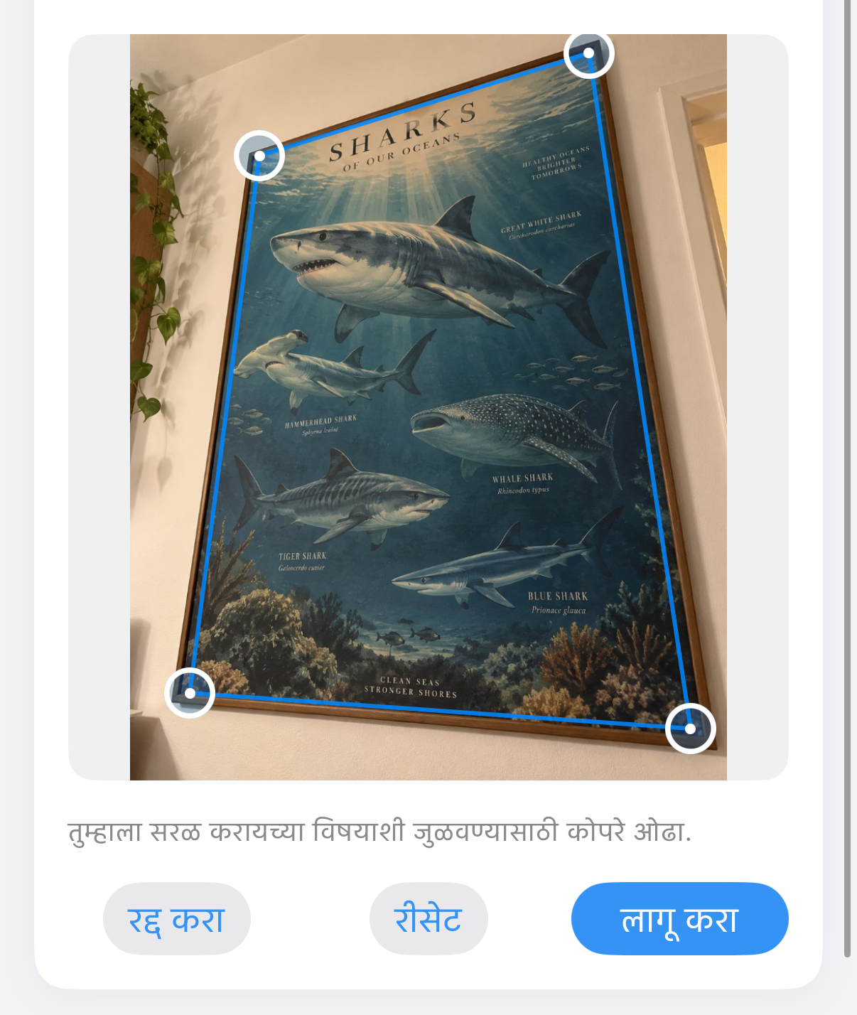 ImageSetta सरळा करा: तिरपा काढलेला शार्क पोस्टर, कृतीवर निळे कोपरा हँडल.